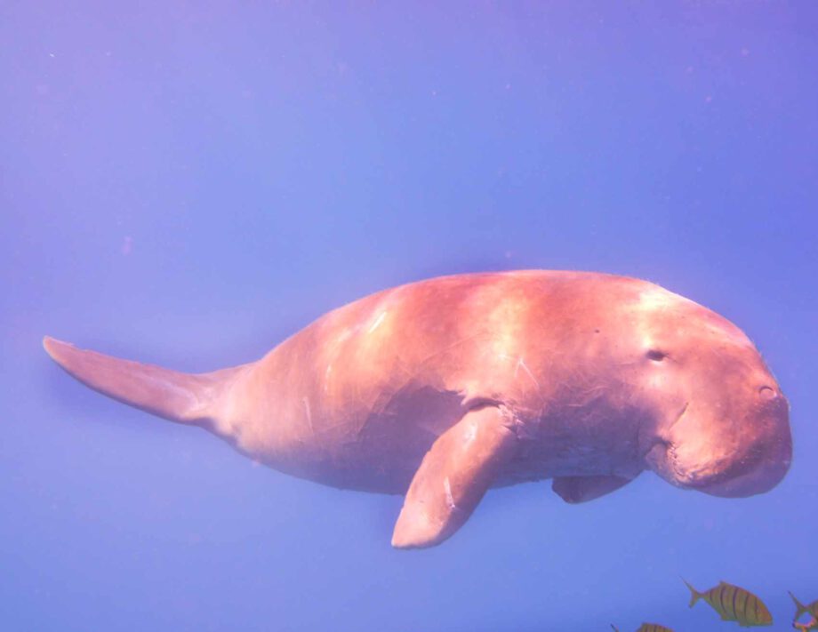 Dugong