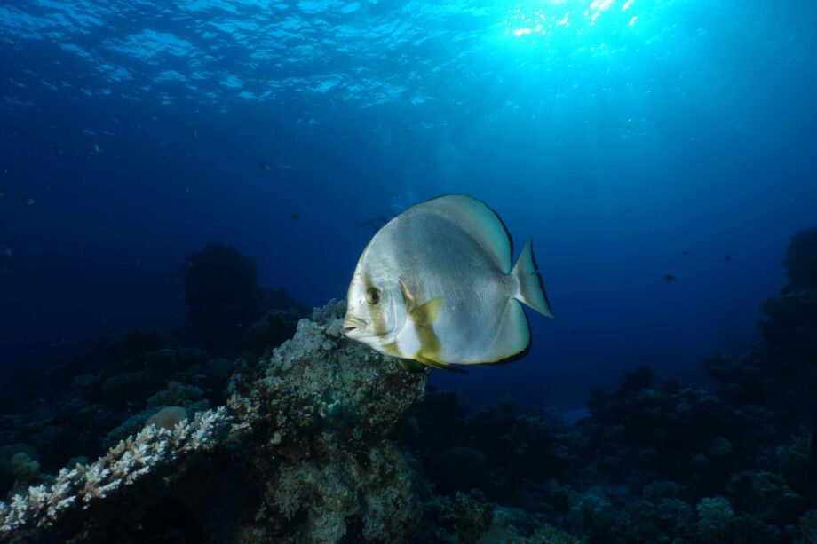 Fledermausfisch