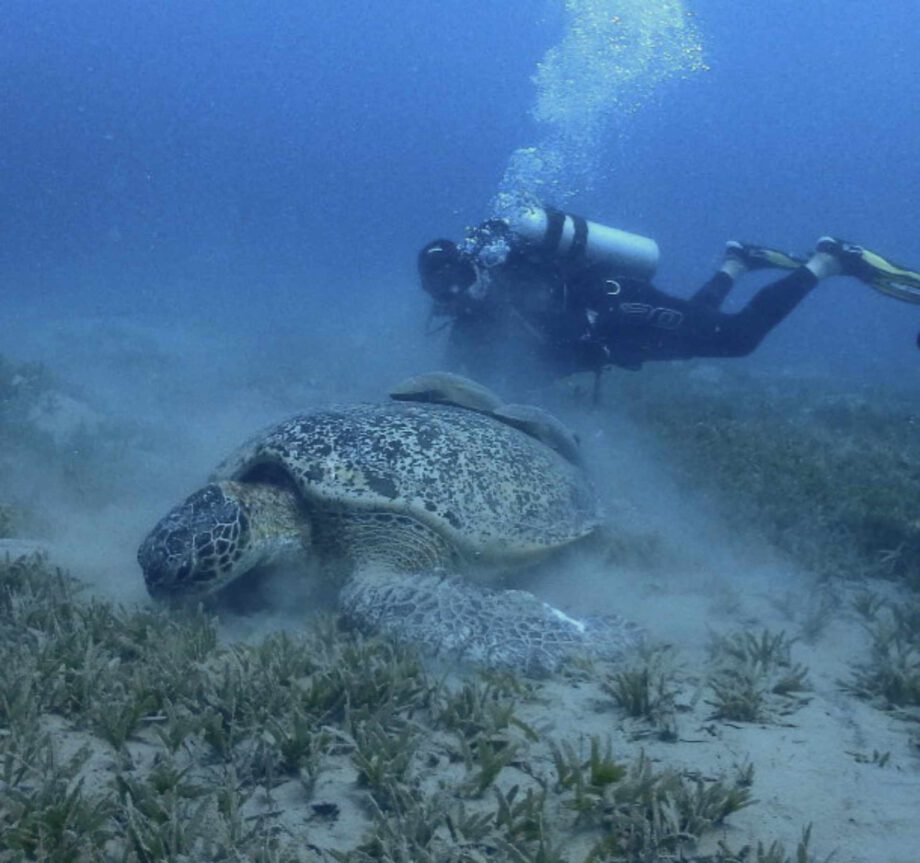 Schildkröte