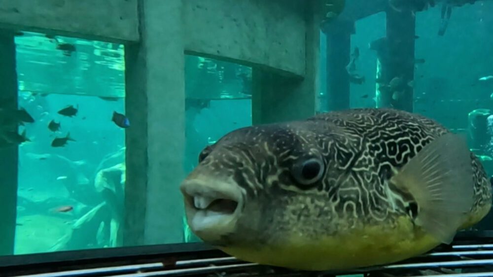 Kugelfisch im TODI