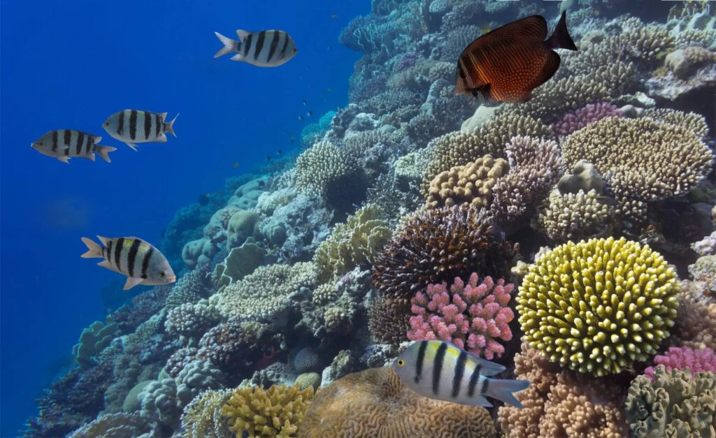 Tauchen Karibik Mexiko Meer Korallen Cozumel