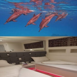 Tauchsafari Ägypten Einzelkabine Rotes Meer Tauchen Delfine