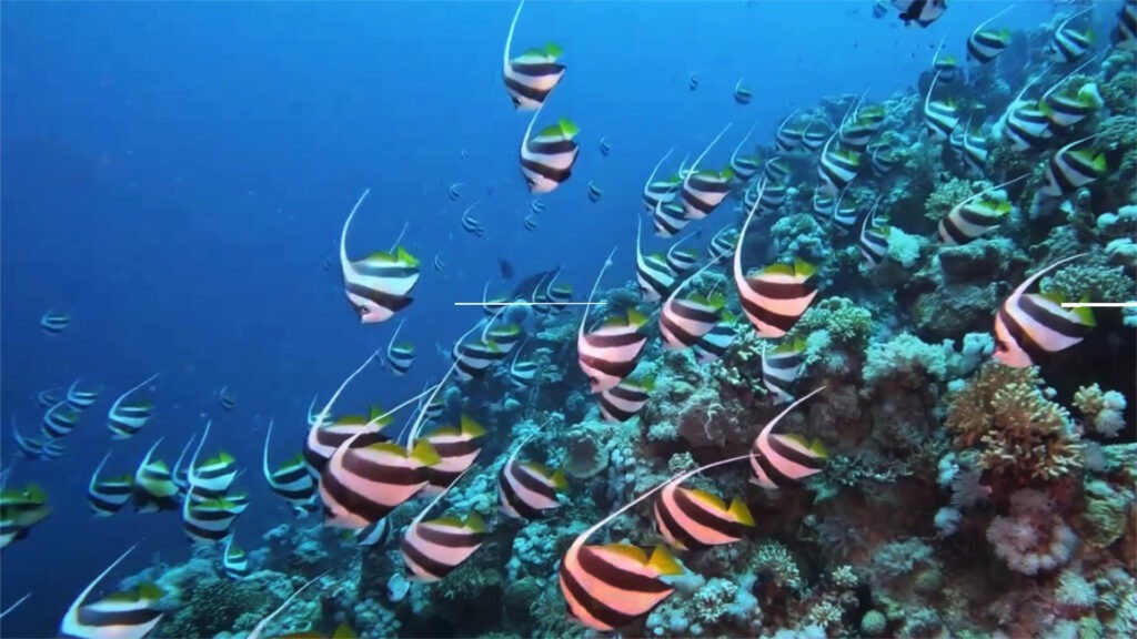 Fischschwarm Wimpelfische Shab el Erg Tauchsafari RotesMeer Egypt Diving Tauchen Liveaboard